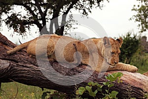 Tree-climbing lion, Serengeti, Africa