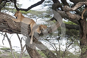 Tree climbing lions sleeping on branches