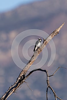 Tree Clinger looking out for danger