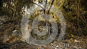 The tree clings to life. A tropical tree growing on a rock. Painting roots