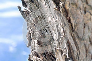 Tree close up detail, with a blue lake in the background