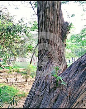 Tree closeup with lot of textures and design