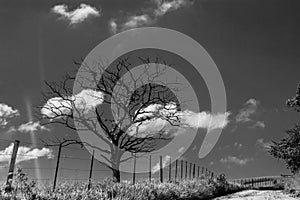 Tree and the cloud