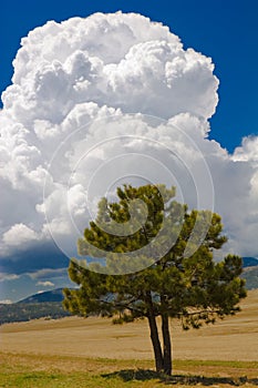 Tree and cloud