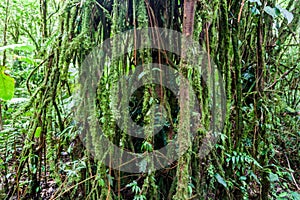 Tree in a cloud forest of Reserva Biologica Bosque Nuboso Monteverde, Costa Ri