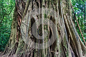 Tree in a cloud forest of Reserva Biologica Bosque Nuboso Monteverde, Costa Ri