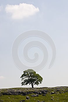 Tree and Cloud on Horizon