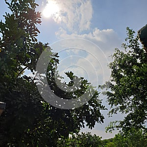 Tree clouds sky blue bright sun forest scenery