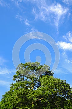 Tree, clouds and sky sunny day