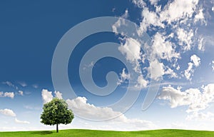 Tree and cloudscape