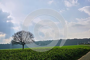 It is a tree on a cloudy day