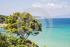Tree on coast of Aegean sea (Greece)