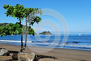 Tree on Coco beach