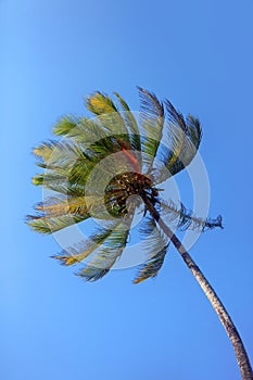 Tree of a coco the bottom view