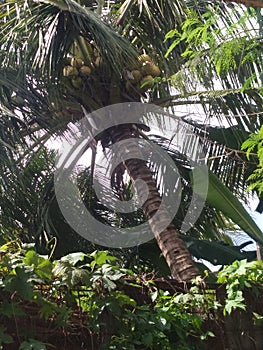 Tree coconut natural fruit Coconutfruit tropical