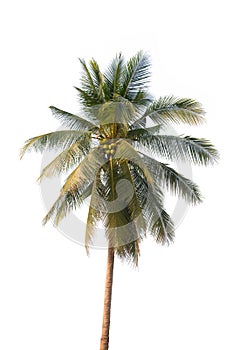 Tree coconut palm trees isolated on white background