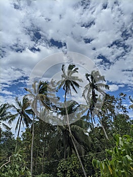 A tree of coconut in a village of sulit air