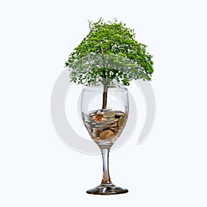 Tree Coin glass Isolate hand Coin tree The tree grows on the pile. Saving money for the future. Investment Ideas and Business Grow