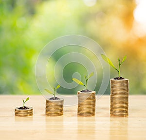 Tree on coin stack on wood table, bank and saving concept