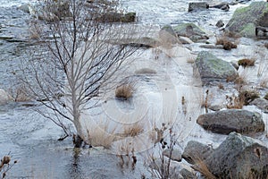 A tree in the cold river during winter season, north of Portugal.