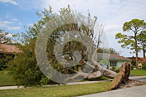 Tree Collapsed Hurricane Irma