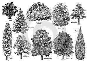Tree collection, illustration, drawing, engraving, ink, line art, vector