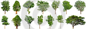 Tree collection isolated on white background 14 trees.