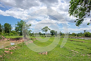 Tree on color background with blue sky. Green fields