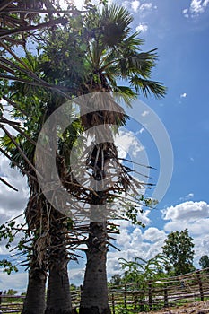 Tree on color background with blue sky. Green fields