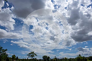 Tree on color background with blue sky. Green fields