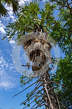 Tree on color background with blue sky. Green fields