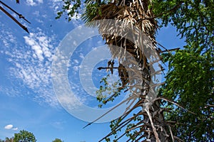 Tree on color background with blue sky. Green fields