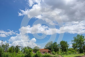 Tree on color background with blue sky. Green fields.A lonely house in the middle of the green rice field. paddy field in rural of