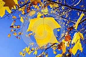 Tree with colorful leaves with blue sky in autumn