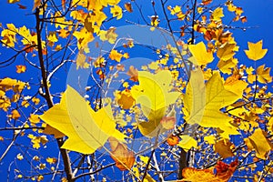 Tree with colorful leaves with blue sky in autumn