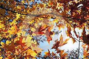 Tree with colorful leaves with sunlight in autumn