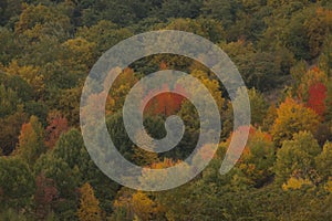 Tree colors in autum season