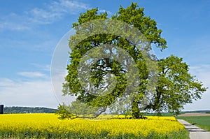 Tree in colza field in spring