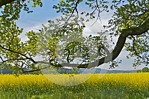 Tree in a colzafield