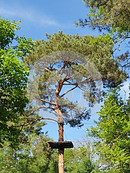 Tree in Comana Adventure Park, Romania