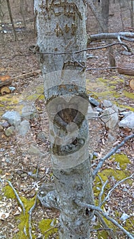 Tree of Complete Love