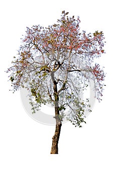 The tree is completely separated from the white