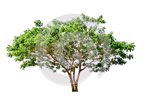 The tree is completely separated from the white