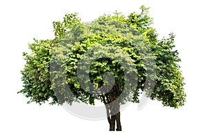 The tree is completely separated from the white