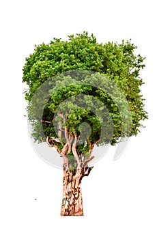 The tree is completely separated from the white