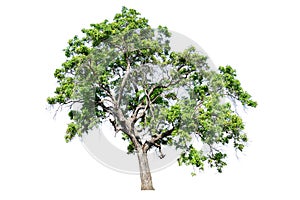 The tree is completely separated from the white