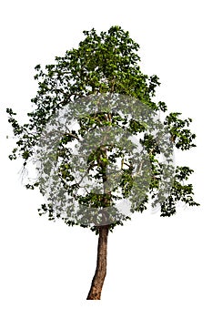 The tree is completely separated from the white