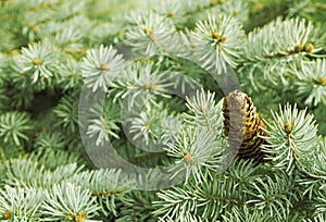 Tree with cones