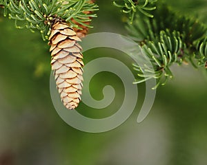 Tree cones