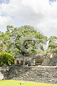 Tree on CopÃ¡n Maya site in Honduras